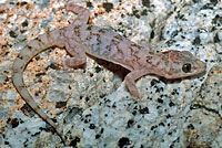 Peninsular Leaf-toed Gecko