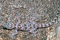 Peninsular Leaf-toed Gecko