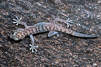 Peninsular Leaf-toed Gecko