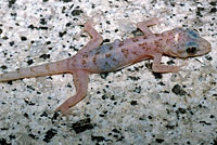 Peninsular Leaf-toed Gecko