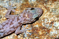 Peninsular Leaf-toed Gecko