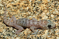 Peninsular Leaf-toed Gecko