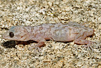 Peninsular Leaf-toed Gecko