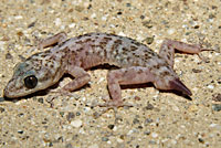 Peninsular Leaf-toed Gecko