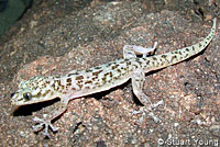 Peninsular Leaf-toed Gecko