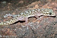 Peninsular Leaf-toed Gecko