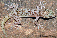 Peninsular Leaf-toed Gecko