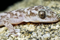 Peninsular Leaf-toed Gecko