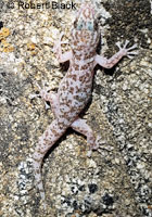 Peninsular Leaf-toed Gecko