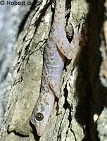 Peninsular Leaf-toed Gecko