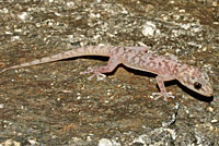 Peninsular Leaf-toed Gecko