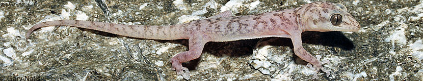 Peninsular Leaf-toed Gecko