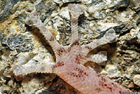 Peninsular Leaf-toed Gecko