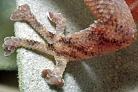 Peninsular Leaf-toed Gecko