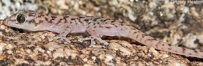 Peninsular Leaf-toed Gecko