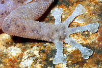 Peninsular Leaf-toed Gecko