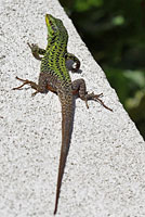 Southern Italian Wall Lizard