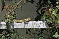 Southern Italian Wall Lizard