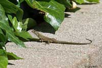 Southern Italian Wall Lizard