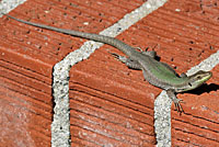 Southern Italian Wall Lizard