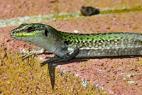 Southern Italian Wall Lizard