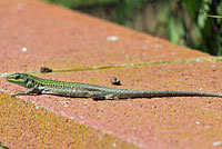 Southern Italian Wall Lizard