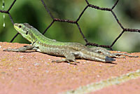 Southern Italian Wall Lizard