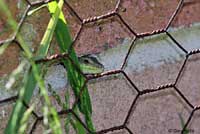 Southern Italian Wall Lizard