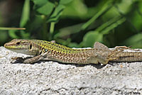 Southern Italian Wall Lizard