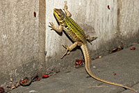 Southern Italian Wall Lizard