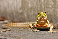 Southern Italian Wall Lizard