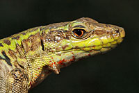 Southern Italian Wall Lizard