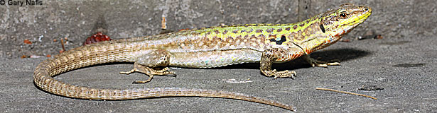 Southern Italian Wall Lizard