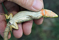 Southern Italian Wall Lizard