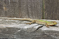 Southern Italian Wall Lizard