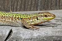 Southern Italian Wall Lizard