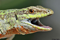 Southern Italian Wall Lizard