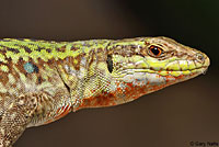 Southern Italian Wall Lizard