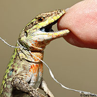 Southern Italian Wall Lizard