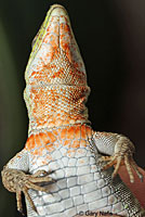 Southern Italian Wall Lizard