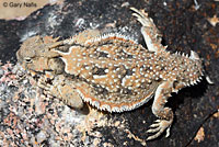 Southern Desert Horned Lizard