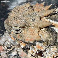 Southern Desert Horned Lizard