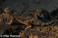 Southern Desert Horned Lizard