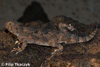 Southern Desert Horned Lizard