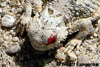 horned lizard