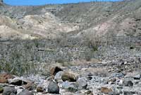 Southern Desert Horned Lizard Habitat