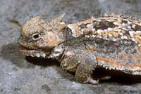 Southern Desert Horned Lizard