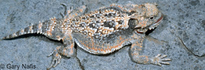 Southern Desert Horned Lizard