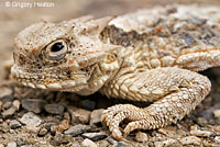 Southern Desert Horned Lizard