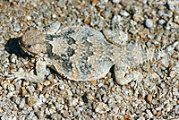 Southern Desert Horned Lizard